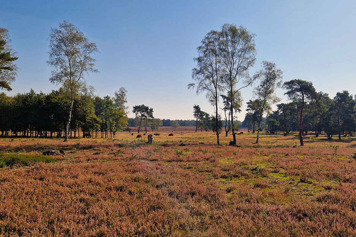 Blog | The best outings on the Veluwe!