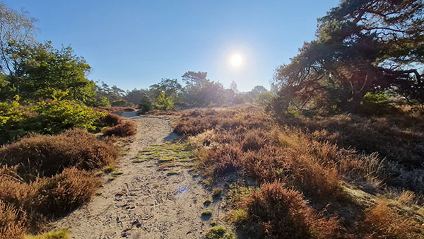 Natuurgebied De Veluwe bij Otterloo