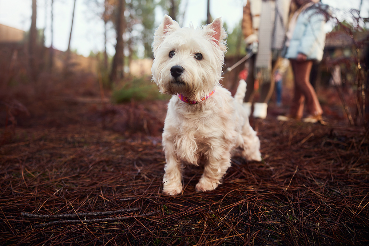 With your dog to a holiday park | Holiday-park-guide.com