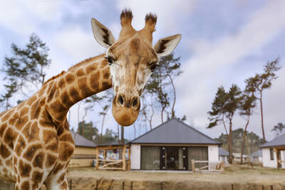 A giraffe in an animal meadow at a lodge at Safari Resort Beekse Bergen