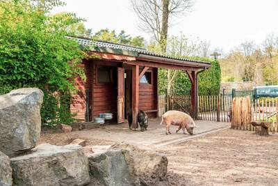 Two pigs in the animal pasture at holiday park Europarcs de Achterhoek