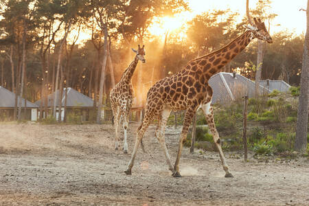 Giraffes run through the savannah past the lodges at Safari Resort Beekse Bergen