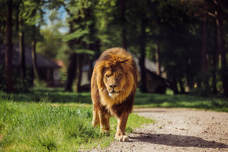 A lion walks in an animal meadow in front of lodges at Safari Resort Beekse Bergen