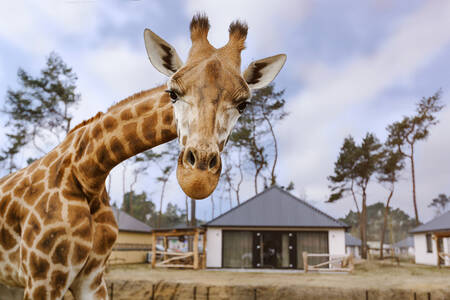 A giraffe in an animal meadow at a lodge at Safari Resort Beekse Bergen