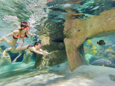 Snorkel among the subtropical fish in the Aqua Mundo of Center Parcs De Vossemeren