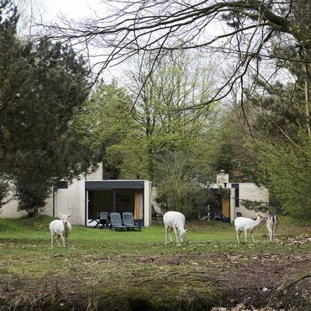 Free roaming white deer roaming freely through the park at Center Parcs Het Meerdal