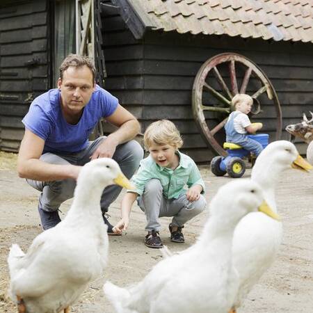 Petting zoo with rabbits, goats and other animals at Center Parcs Het Meerdal