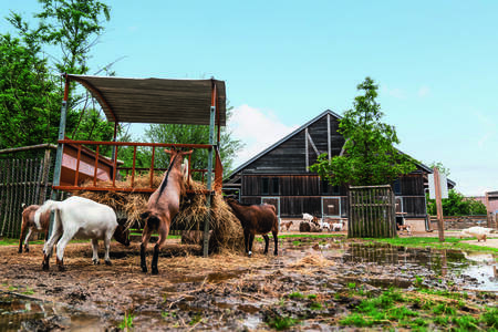 Goats at the Bellevie Animal Farm at Center Parcs Villages Nature Paris