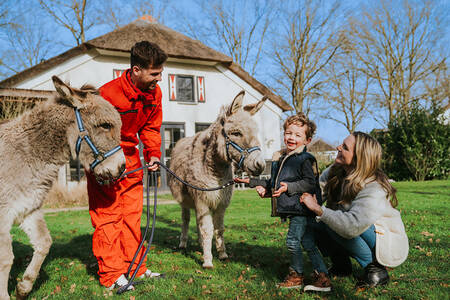 Mother with a child look at 2 donkeys at the Dierenbos holiday park