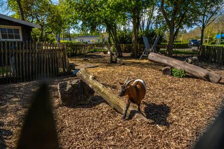 Goats in the animal pasture at holiday park EuroParcs Buitenhuizen