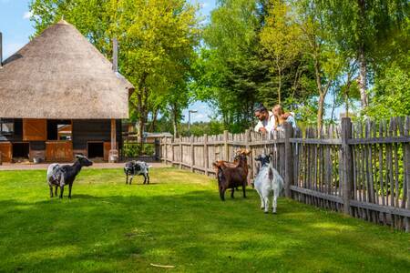 Goats in the petting zoo of holiday park EuroParcs De Wije Werelt