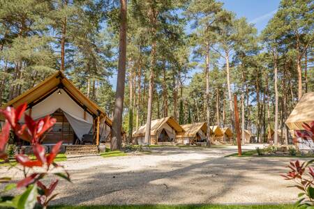Glamping tents on a lane at the EuroParcs Hoge Kempen holiday park