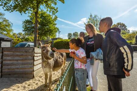 Family with a donkey at the petting zoo of holiday park EuroParcs Molengroet