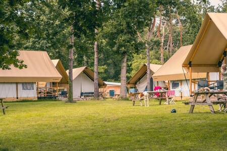 Glamping tents on a camping field at the EuroParcs Reestervallei holiday park
