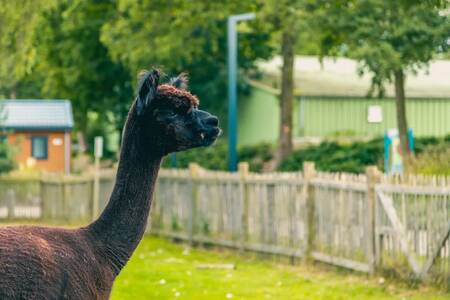 Alpaca in the alpaca meadow at holiday park EuroParcs Zuiderzee