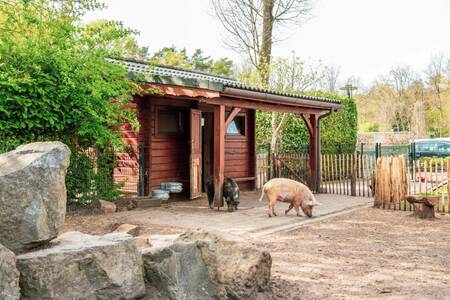 Two pigs in the animal pasture at holiday park Europarcs de Achterhoek
