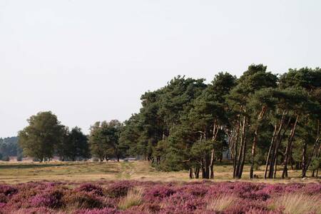 Forests and heathland near holiday park Familiehuis Nunspeet
