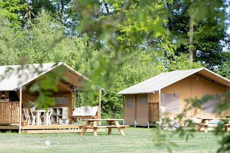 Safari tents on a field at holiday park Witterzomer