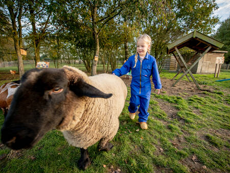 Child with a sheep in the petting zoo at holiday park Landal Aelderholt