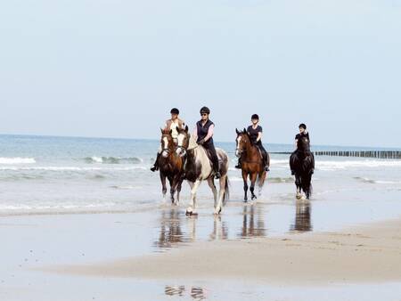 Horseback riding on the beach of Ameland - Landal Ameland State