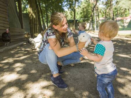 Petting zoo at Landal De Lommerbergen holiday park