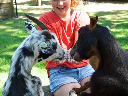 Child with 2 goats in the petting zoo at Landal Heihaas holiday park