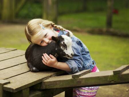 Landal Het Vennenbos petting zoo