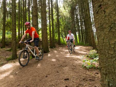 Holiday park Landal Kaatsheuvel - Mountain biking in the forests of Loonse and Drunense dunes