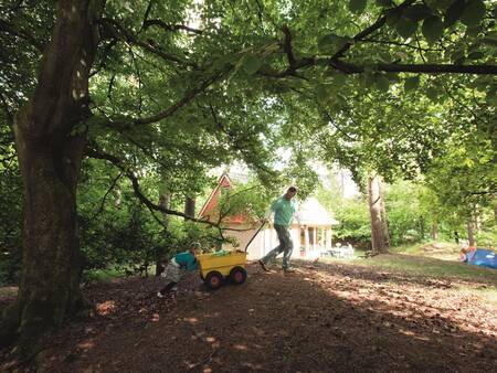 Holiday homes in the middle of the forest at Landal Rabbit Hill holiday park