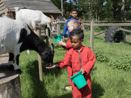 Children feed goats in the petting zoo at Landal Twenhaarsveld holiday park