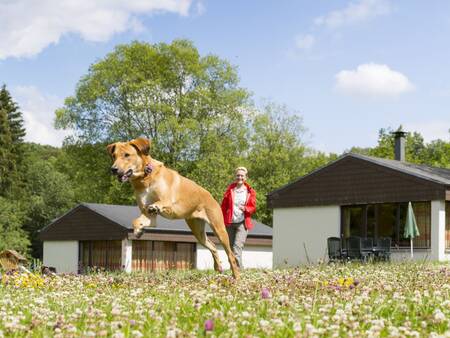 Woman with dog on a lawn in front of holiday homes at holiday park Landal Wirfttal
