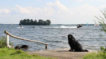 Dog on a jetty on Lake Veluwe at holiday park Molecaten Park Flevostrand