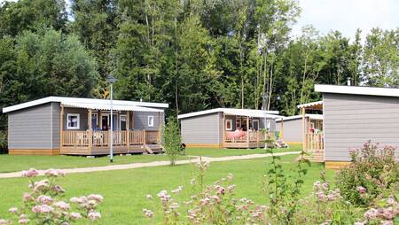 Chalets of the "Pimpernel" type on a lane at holiday park Molecaten Park Rondeweibos