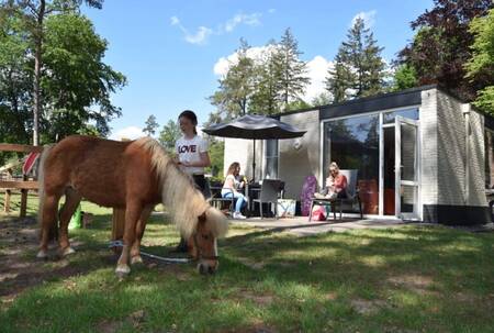 The Pony Bungalow with a care pony at the Ommerland holiday park