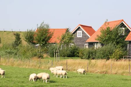 Holiday homes at Oosterscheldepark De Stelhoeve with a pasture with sheep in front of it
