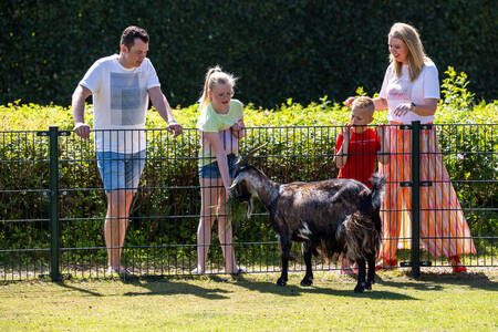 Family with a goat at the children's farm at holiday park RCN Zeewolde