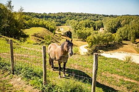 Horse in the meadow in the hills of South Limburg near the Resort Mooi Bemelen holiday park