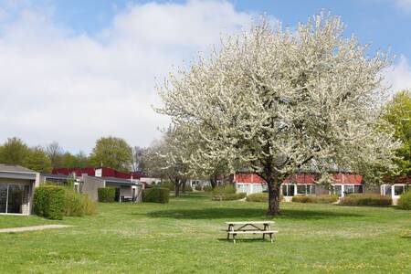 Bungalows on a large lawn at the Roompot holiday park Bungalow park Schin op Geul