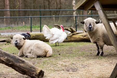 Animals from the petting zoo at the Roompot De Veluwse Hoevegaerde holiday park