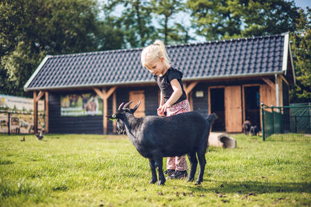 Child with a goat in the animal pasture of holiday park Ackersate