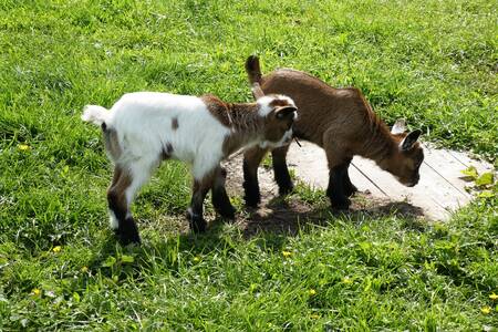 Goats in the petting zoo at the Buitenplaats Holten holiday park