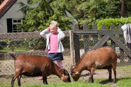 kinderboerderij